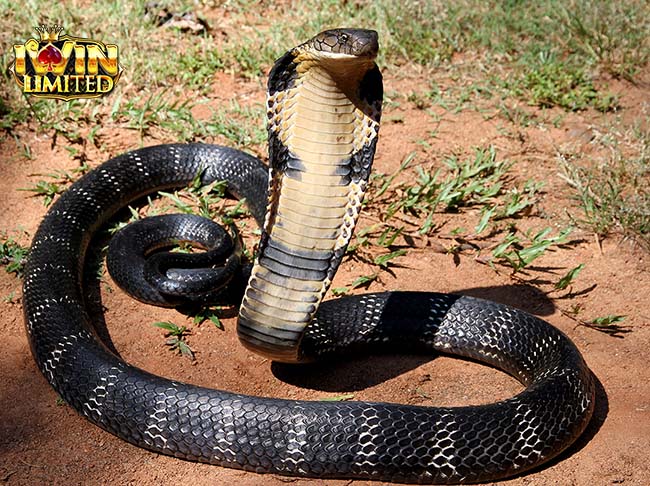 Mơ thấy rắn hổ mang cắn